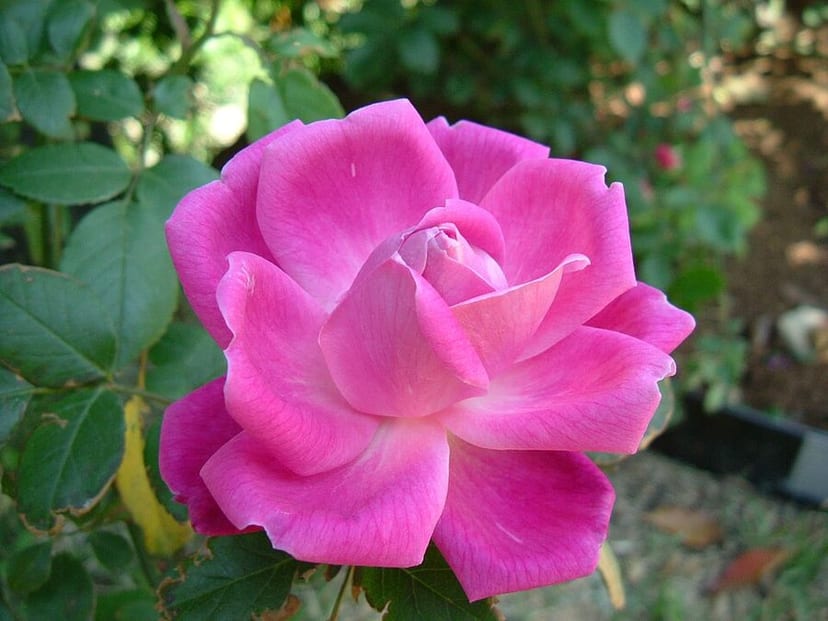 Garden Rose photo 2