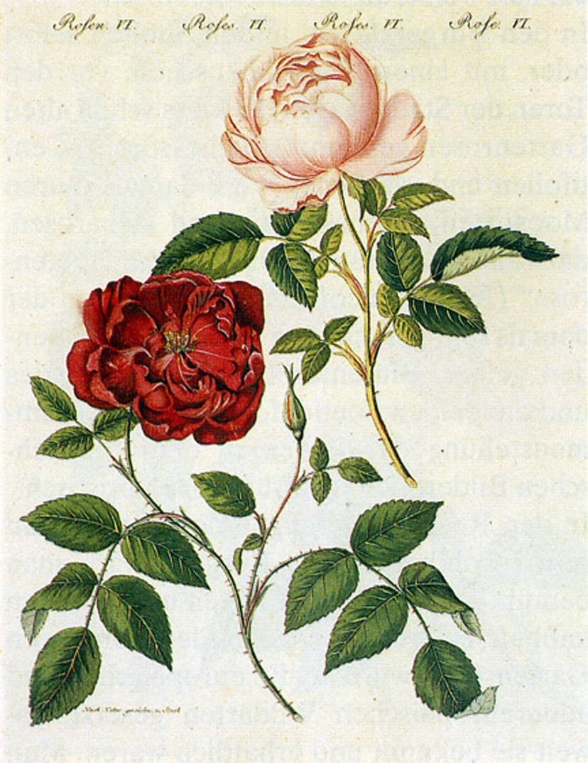 Garden Rose photo 3