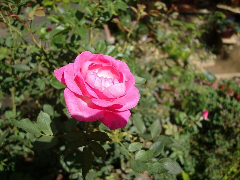 Garden Rose photo 4