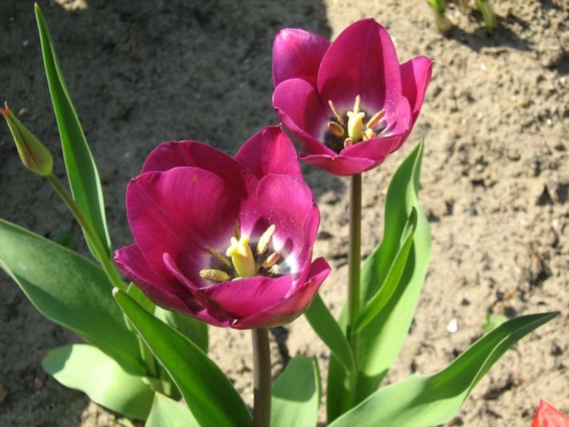Tulip photo 2