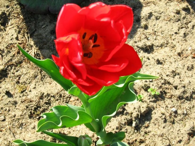 Tulip photo 3
