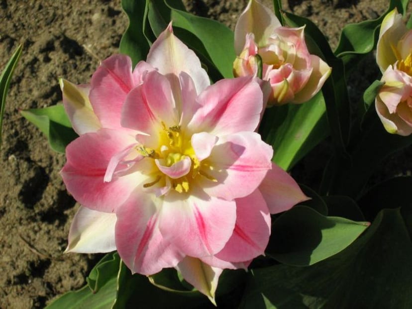 Tulip photo 4