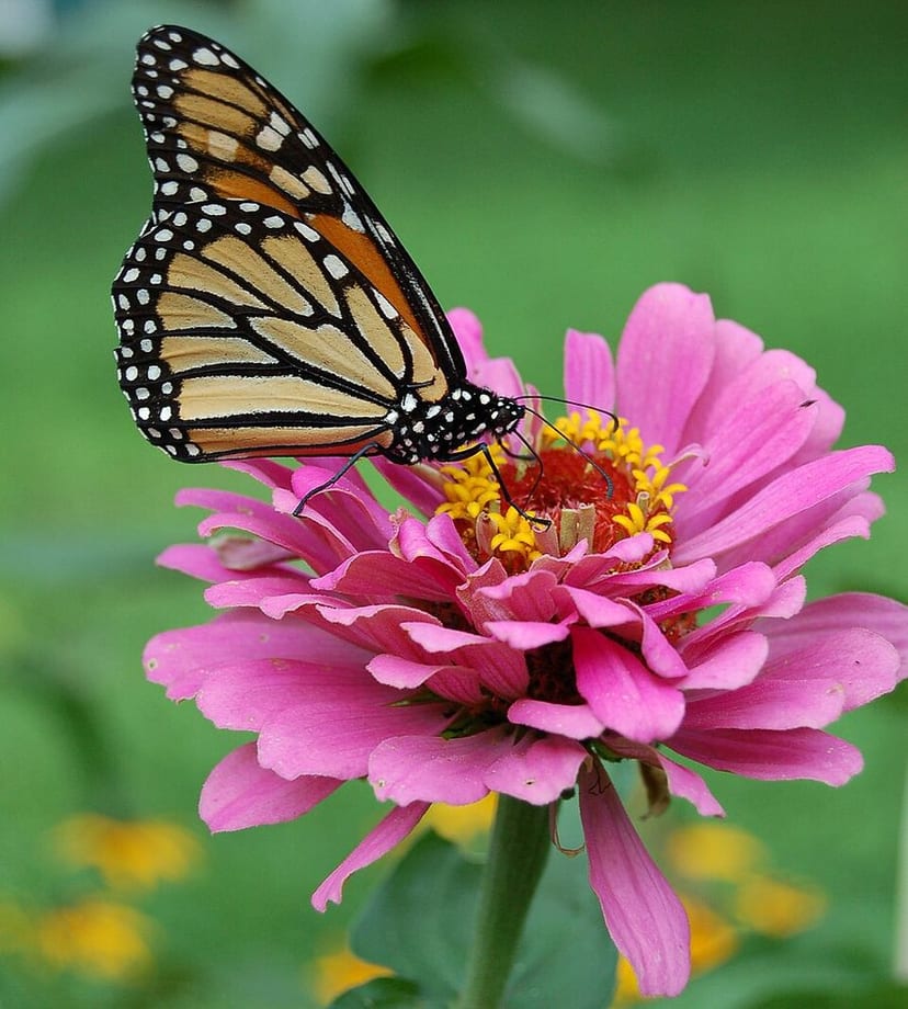 Zinnia flower
