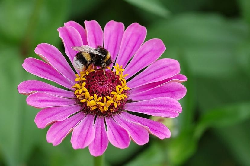 Zinnia photo 2