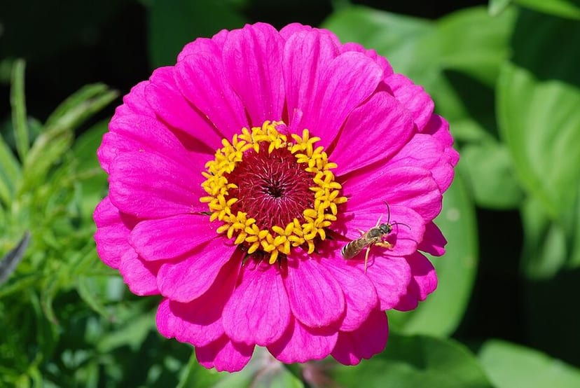 Zinnia photo 3