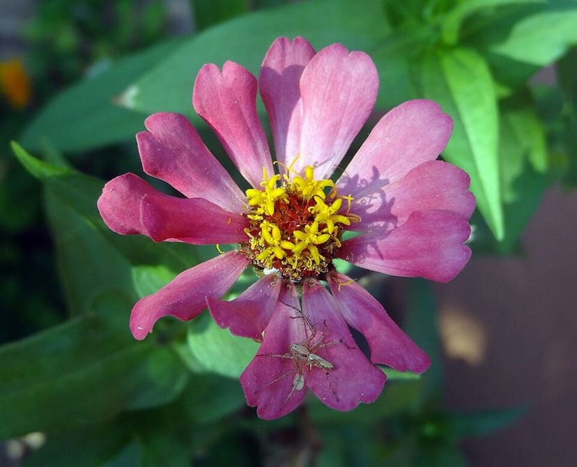 Zinnia photo 4